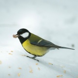 Jeris week 45 12-5036